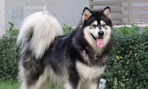 適合女生養的犬種