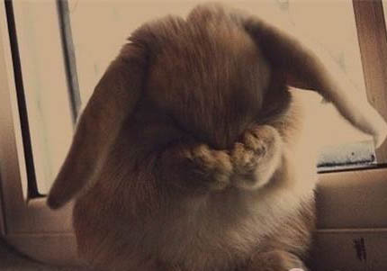 垂耳兔多少錢一只