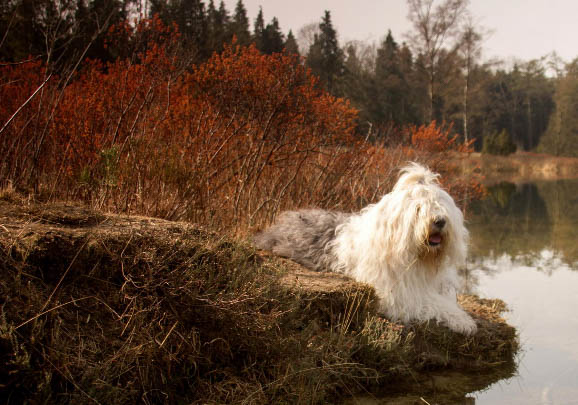 德國牧羊犬有哪些品種