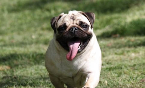 怎么樣挑選巴哥犬
