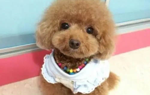 泰迪犬都有哪些類型