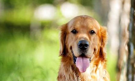 金毛拉布拉多犬哪個(gè)好