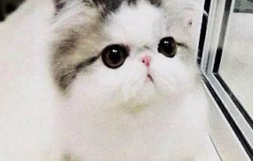 小奶貓什么時候可以洗澡
