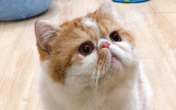 貓能吃雞腿肉嗎