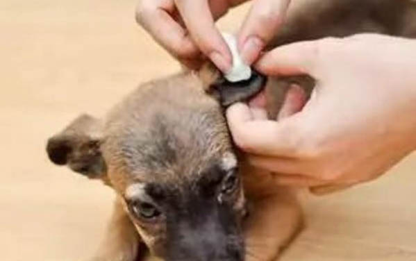 小狗為什么喜歡咬主人