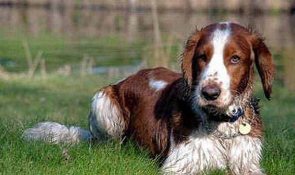 史賓格犬多少錢一只