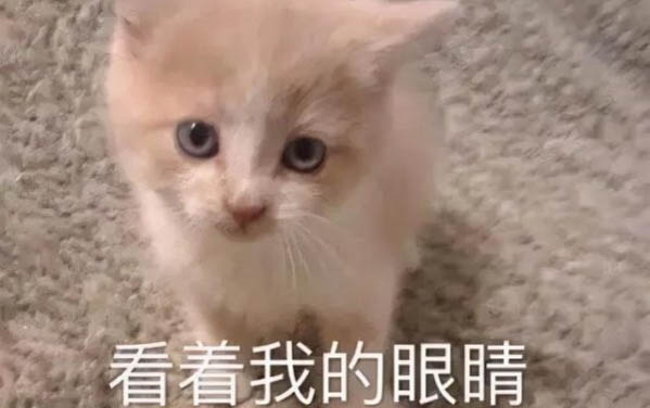 小貓喜歡舔人的原因及處理方法