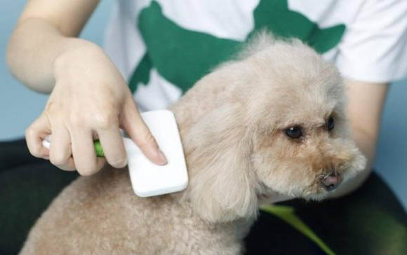松獅犬從小需要禁養嗎