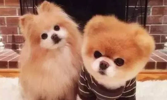 狗狗腸胃不好吃什么藥比較好