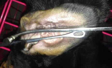 拳師犬與杜賓哪個好
