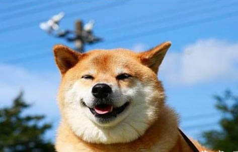 柴犬嘴巴黑多久會褪色