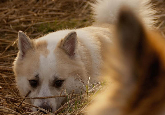 牧羊犬為什么會放羊?