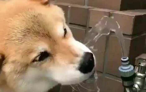狗一條后腿內八