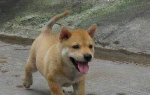 狗狗老掉毛怎么辦