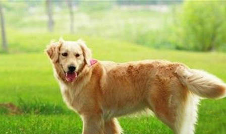 棉花面紗犬哪里有賣