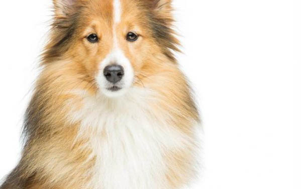 犬瘟痊愈后多久可以接觸其它狗