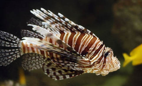 多棘馬夫魚好養嗎