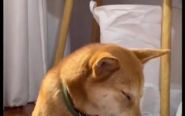 狗狗辦狗證需要什么條件