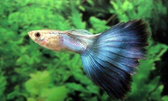 孔雀魚混養(yǎng)注意事項有哪些