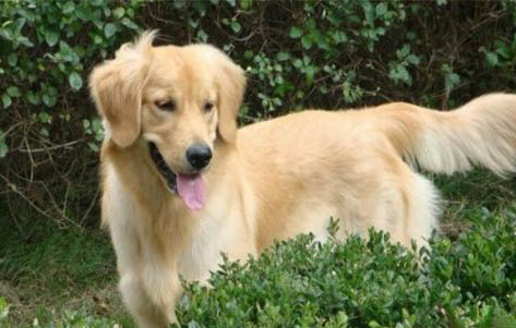中型犬就有哪些品種