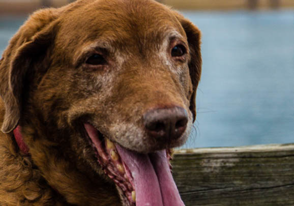 美國水獵犬優(yōu)缺點