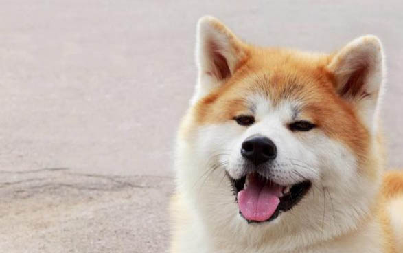 德國牧羊犬骨折癥狀有哪些
