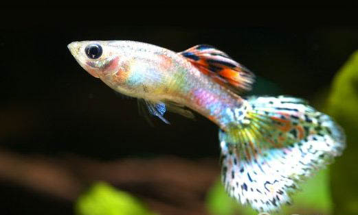 劍尾孔雀魚好養嗎
