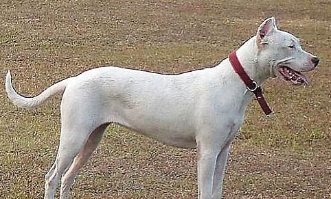 阿根廷杜高犬好養(yǎng)嗎