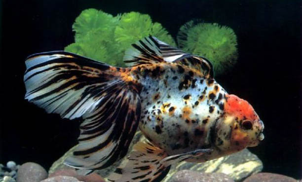 金龍魚怎么養不容易死