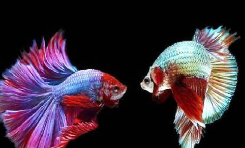 泰國斗魚需要打氧嗎