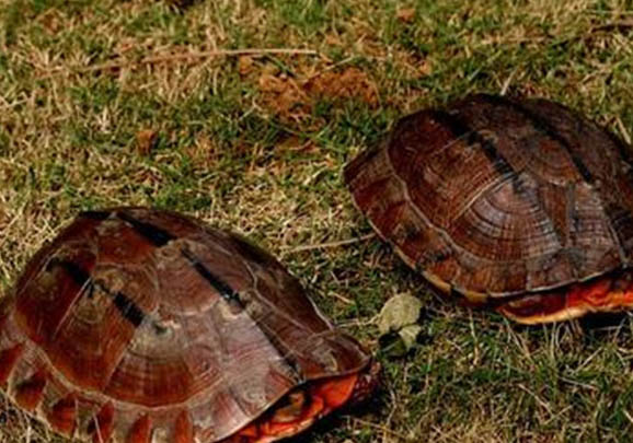 金錢龜是保護動物嗎