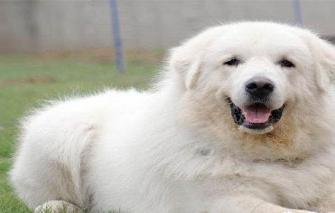 靈犬貝拉是什么狗