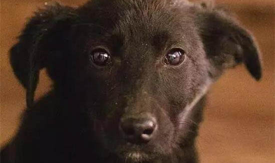 狗狗可以吃蛋白粉嗎