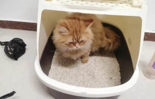 貓喝溫水還是涼水