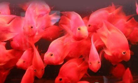 血鸚鵡能與什么魚混養