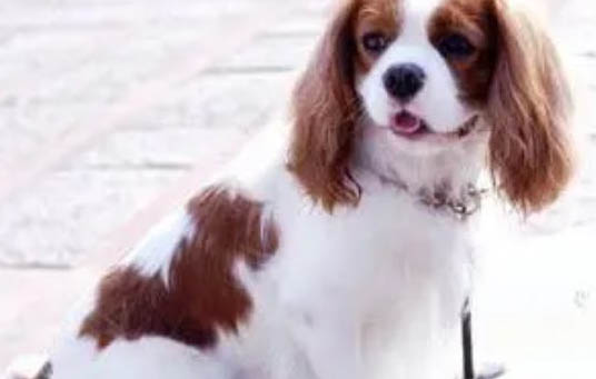 阿富汗獵犬出售 圖片大全