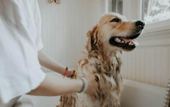 狗狗飼養如何分辨