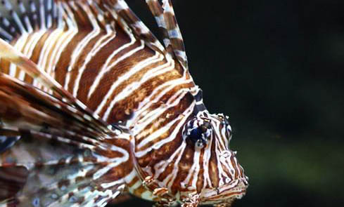 胎生魚怎么看