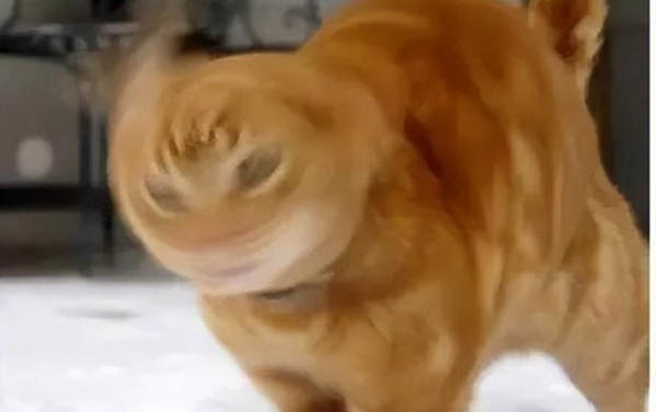 貓咪止吐藥有哪些種類
