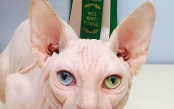 小貓能吃生雞蛋嗎?