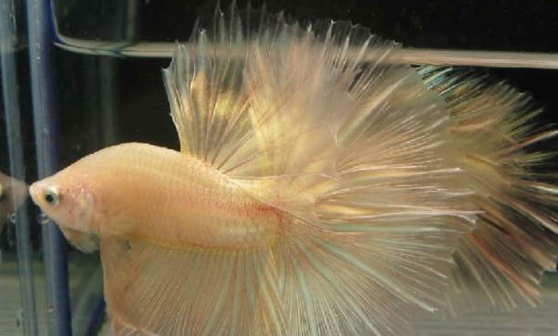 泰國斗魚和中國斗魚哪個好養