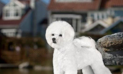 比熊犬感冒發燒應該怎么辦