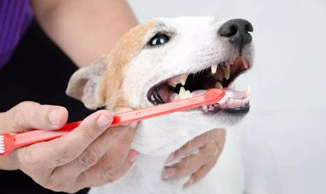 怎么教狗狗叼東西回來