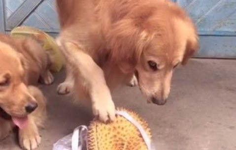 狗狗生完寶寶多久下奶？