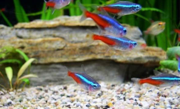 春天釣鰱魚打浮釣多少米最合適