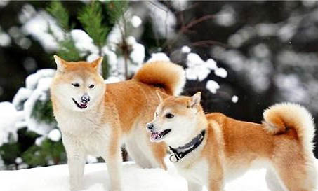哪里有柴犬賣(mài)