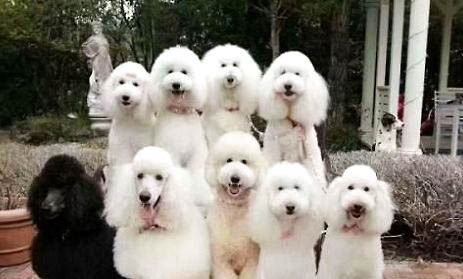 巨型貴賓犬有多大
