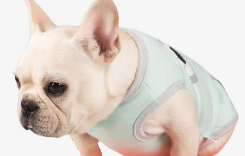 犬瘟以后多久可以養小狗