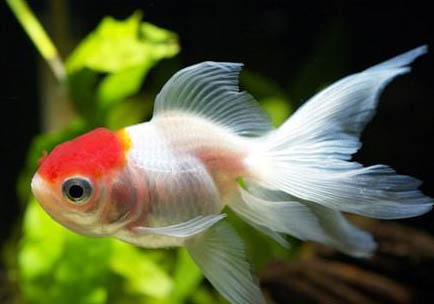 招財魚屬于熱帶魚嗎