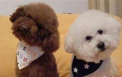 泰迪犬和比熊犬哪個好養
